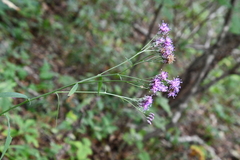 Saussurea maximowiczii