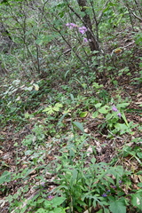 Saussurea maximowiczii