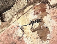 Trachylepis margaritifera