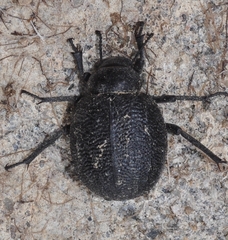 Pimelia rotundata