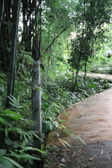 Bambusa chungii