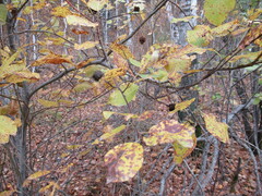 Salix pyrolifolia