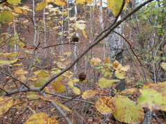 Salix pyrolifolia