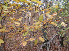 Salix pyrolifolia
