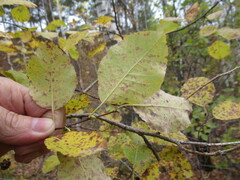 Salix pyrolifolia