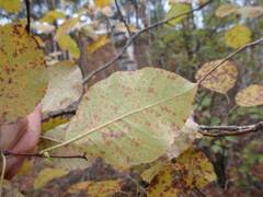 Salix pyrolifolia
