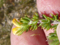 Aspalathus juniperina