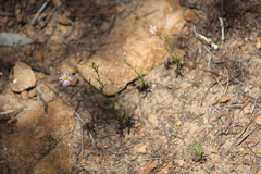 Brachyscome ciliaris