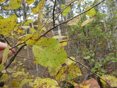 Salix pyrolifolia