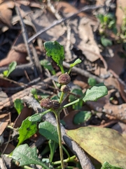 Sphaeromorphaea australis