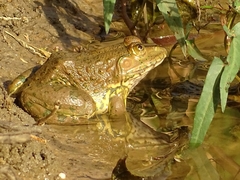 Hoplobatrachus occipitalis