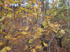 Salix pyrolifolia