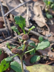 Sphaeromorphaea australis