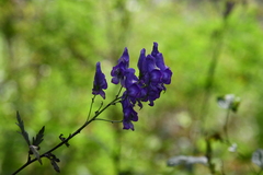 Aconitum kusnezoffii