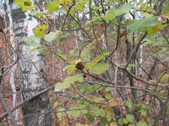 Salix pyrolifolia