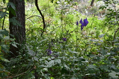Aconitum kusnezoffii