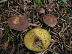 Calocybe onychina