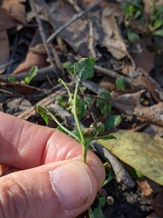 Sphaeromorphaea australis