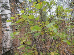 Salix pyrolifolia