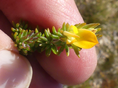 Aspalathus juniperina