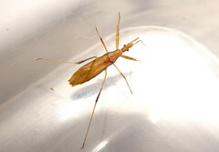 Sastrapada australica