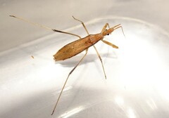 Sastrapada australica