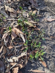 Sphaeromorphaea australis