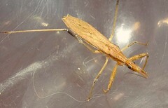 Sastrapada australica