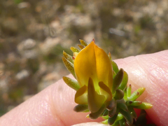 Aspalathus juniperina