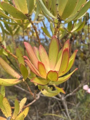 Leucadendron gandogeri