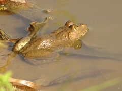 Hoplobatrachus occipitalis