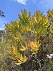 Leucadendron gandogeri
