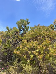 Leucadendron gandogeri
