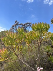 Leucadendron gandogeri