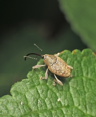 Curculio nucum