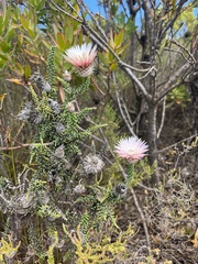 Phaenocoma prolifera