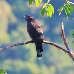 Chondrohierax uncinatus