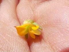 Aspalathus juniperina