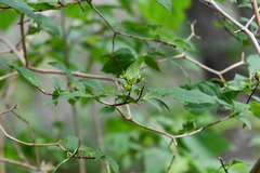 Philadelphus tenuifolius