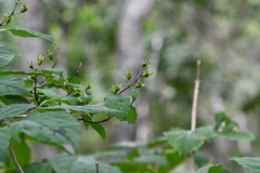 Philadelphus tenuifolius