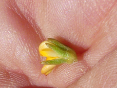 Aspalathus juniperina