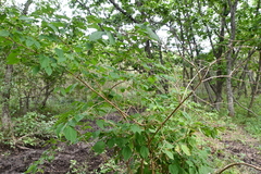 Philadelphus tenuifolius