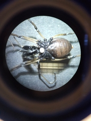 Ischyropsalis robusta