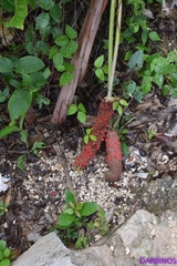Anthurium schlechtendalii