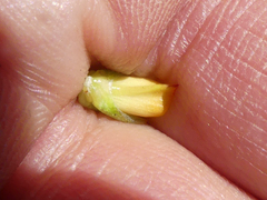 Aspalathus juniperina