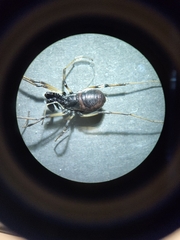 Ischyropsalis robusta