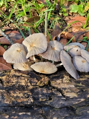 Fungi