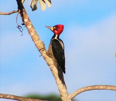 Campephilus melanoleucos