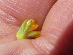 Aspalathus juniperina