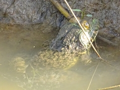 Hoplobatrachus occipitalis